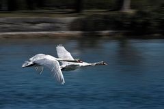 Schwäne im Flug mit Bewegungsunschärfe