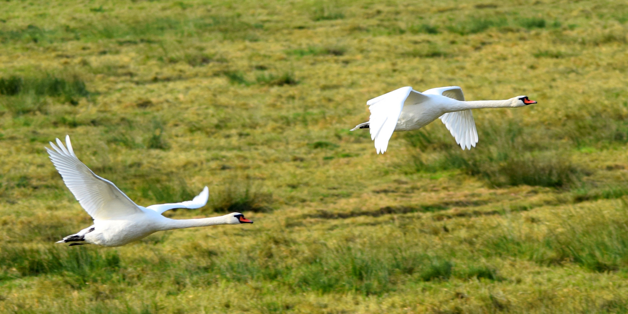 Schwäne im Fluge