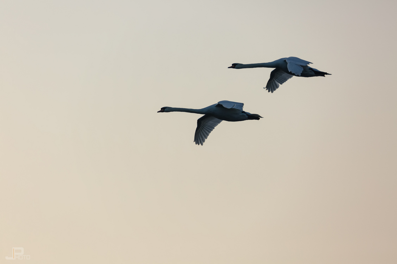  Schwäne im Formationsflug - swans in formation flight