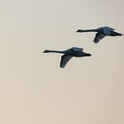  Schwäne im Formationsflug - swans in formation flight