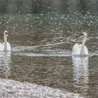 Schwäne im Frühlingslicht 