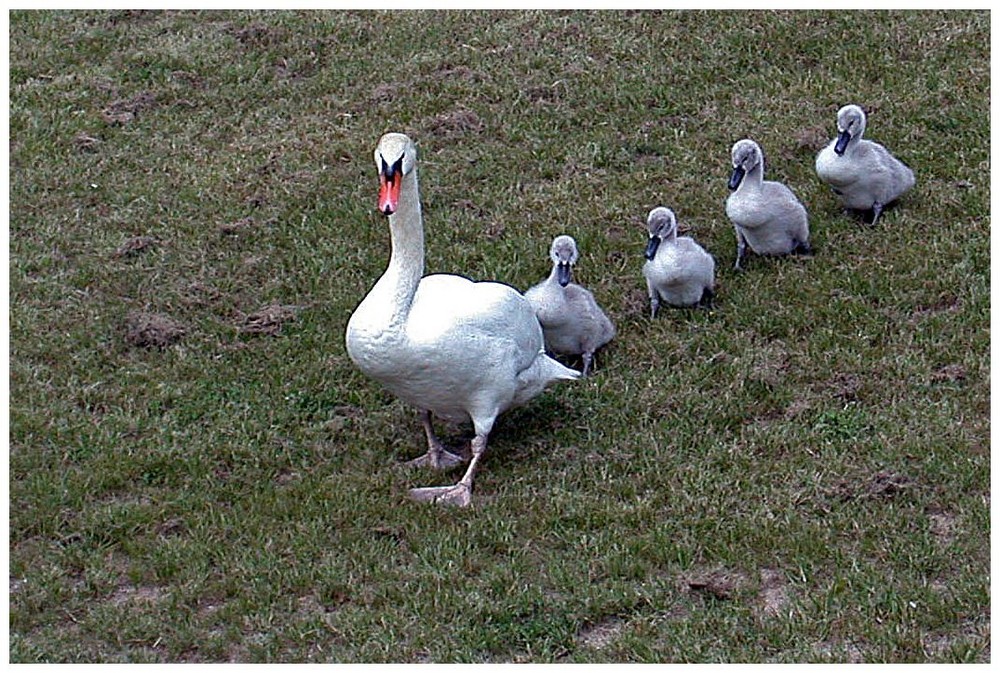 Schwäne im Gänsemarsch