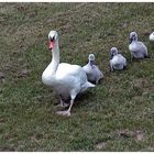 Schwäne im Gänsemarsch