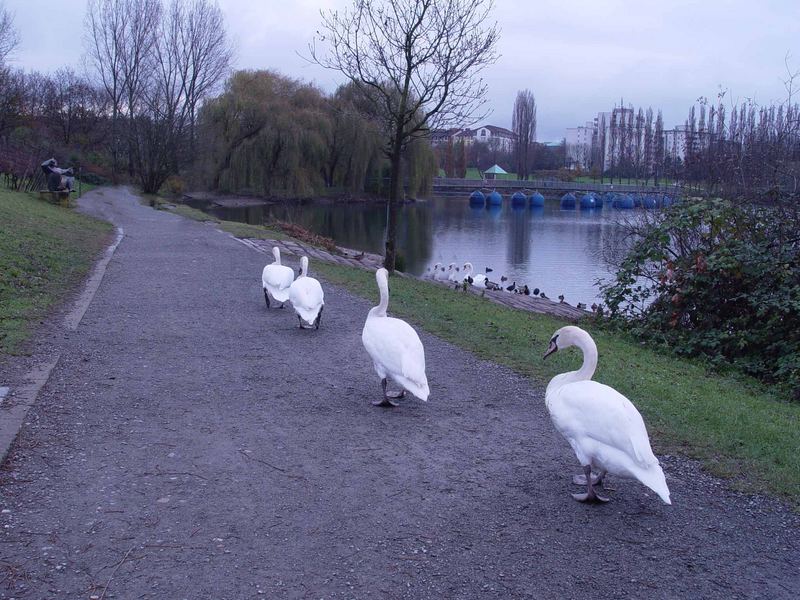 Schwäne im Gänsemarsch