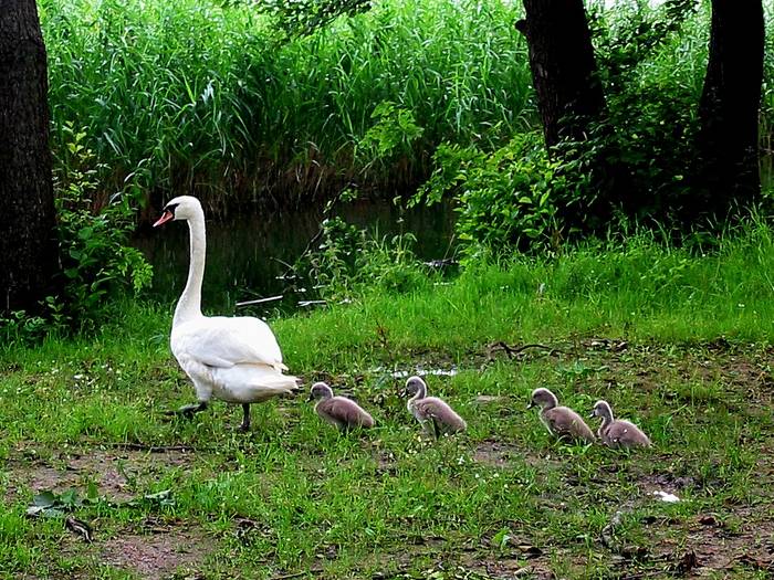 Schwäne im Gänsemarsch ;)