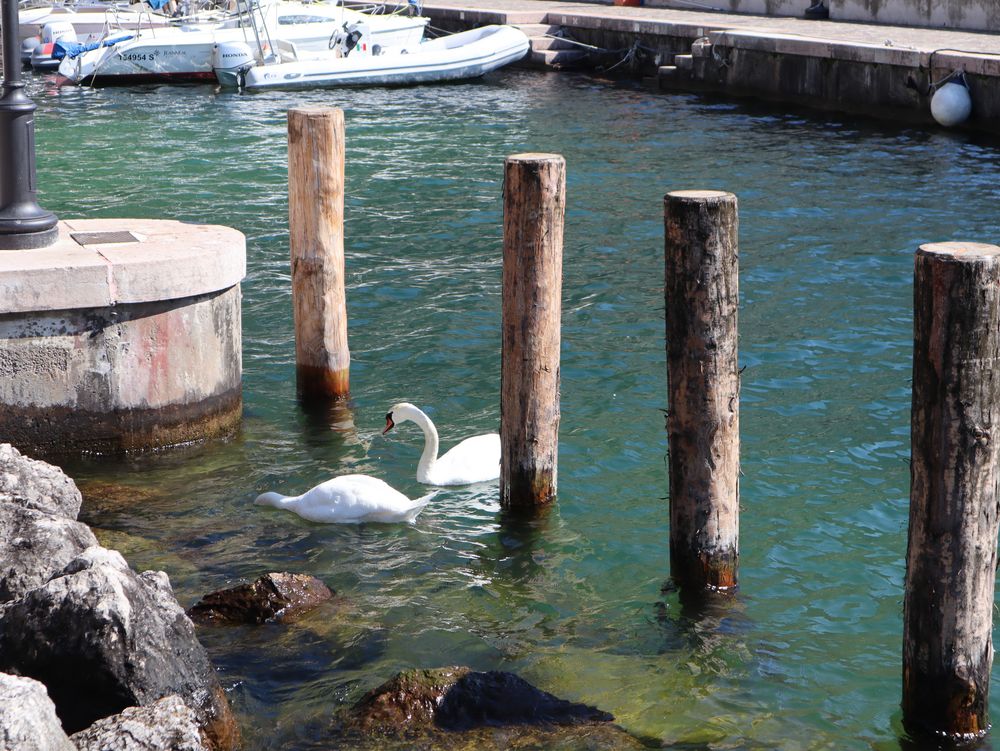 Schwäne im Gardasee