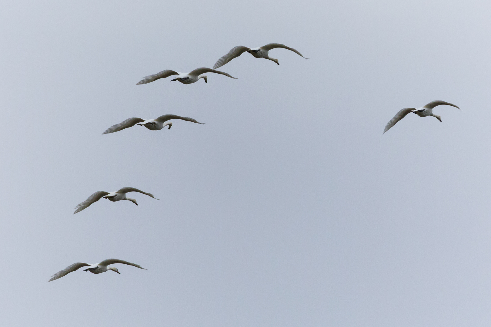 Schwäne im gemeinsamen Flug