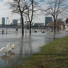 Schwäne im Glück