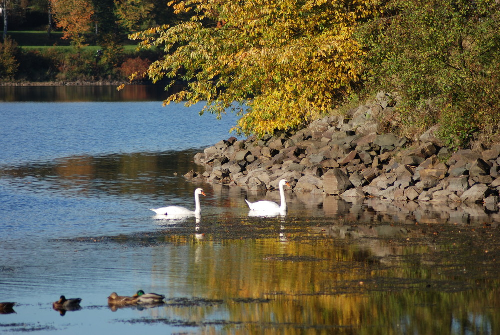 Schwäne im Herbst