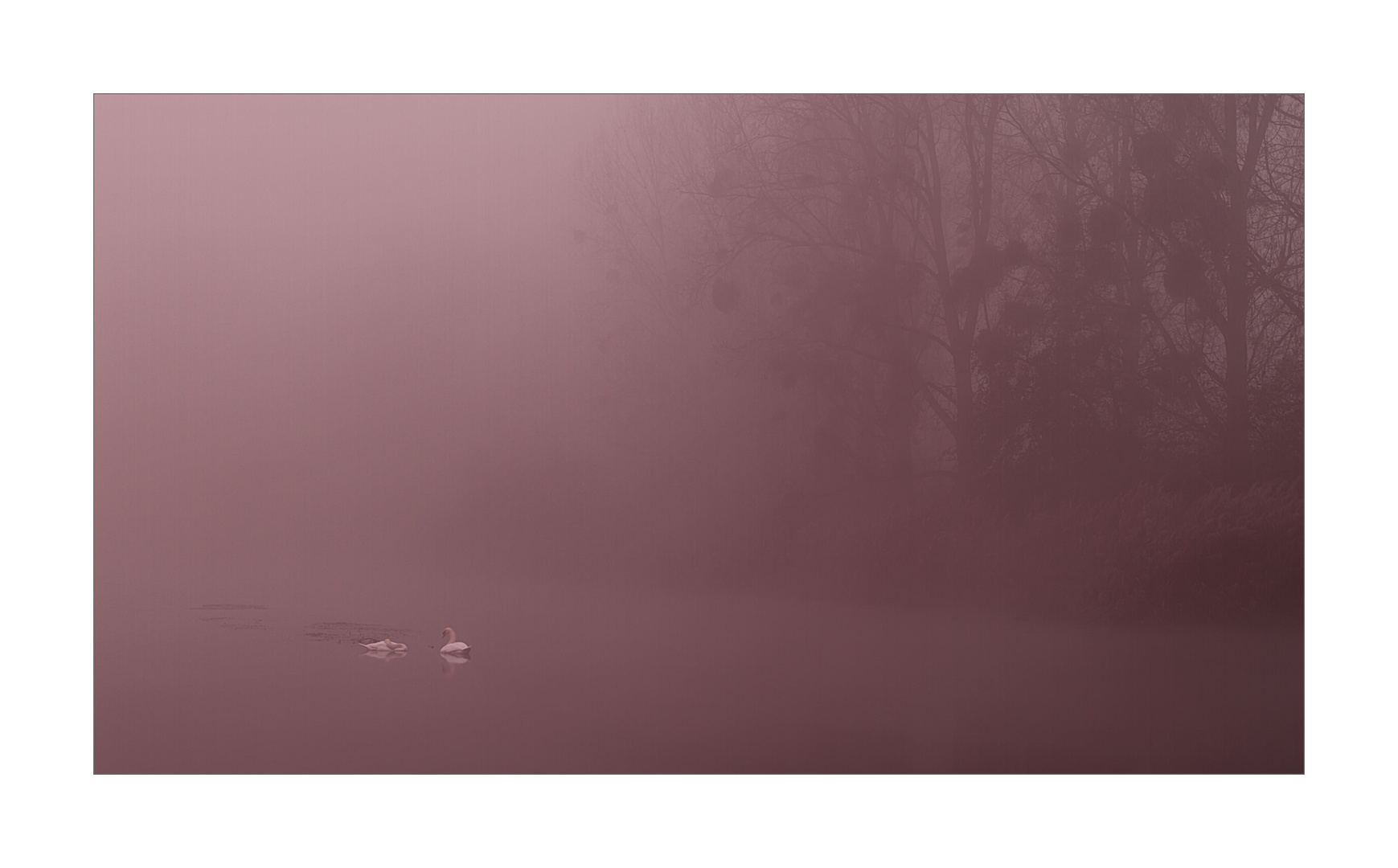 Schwäne im Herbstlicht.