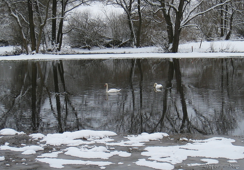 Schwäne im Hochwasser