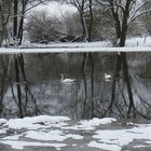 Schwäne im Hochwasser