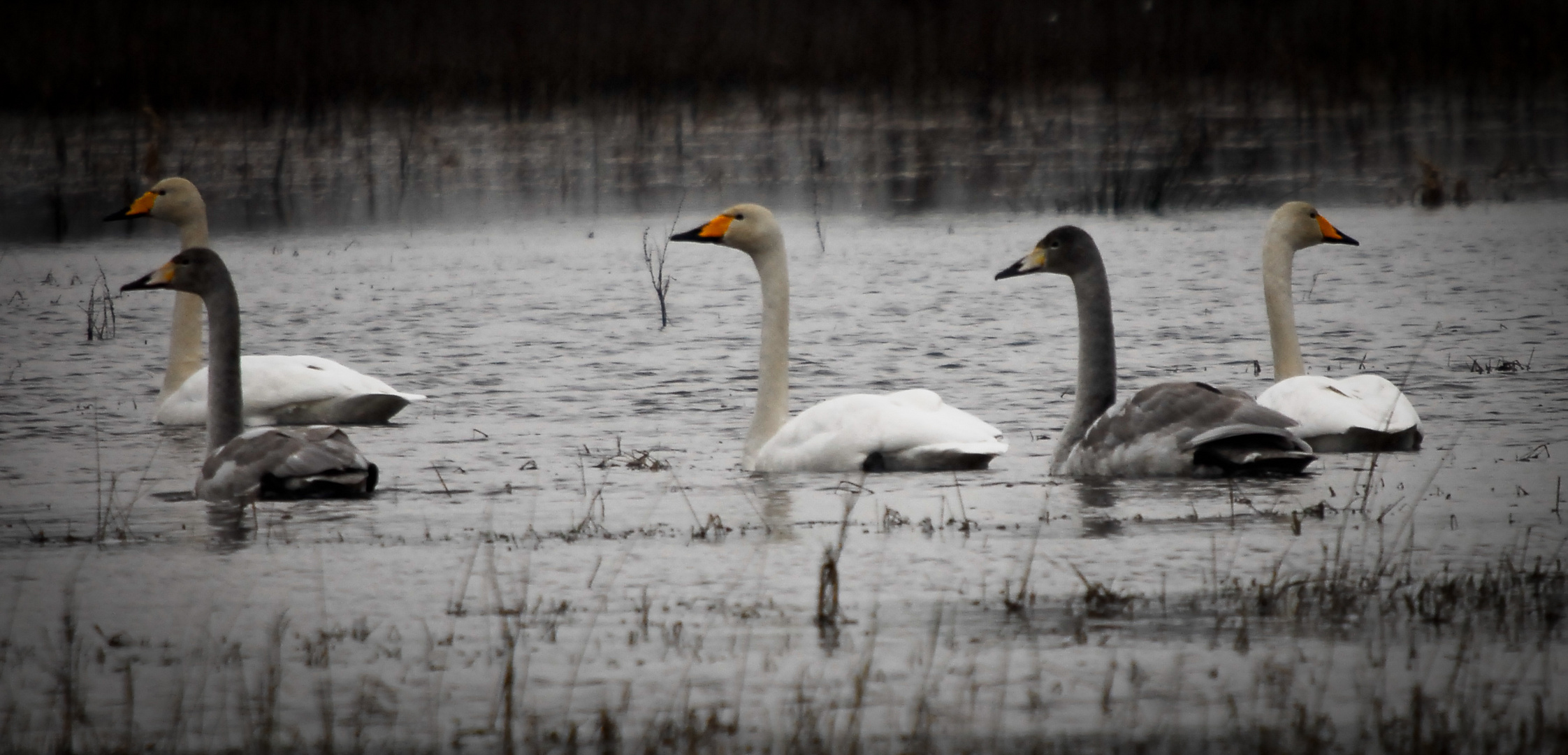 Schwäne im Januar (2)