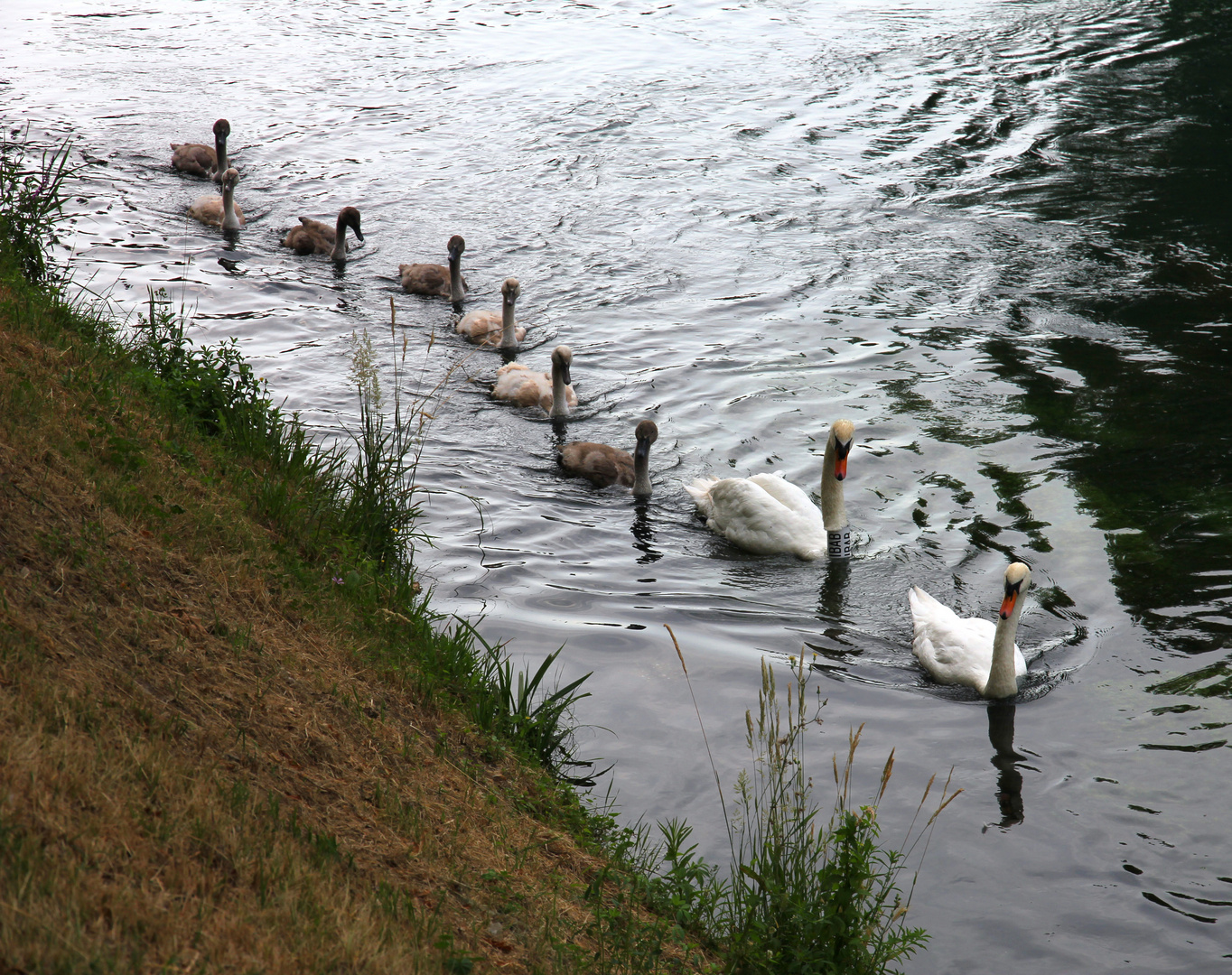 Schwäne im Kanal