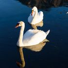 Schwäne im Kocheösee  D75_7328