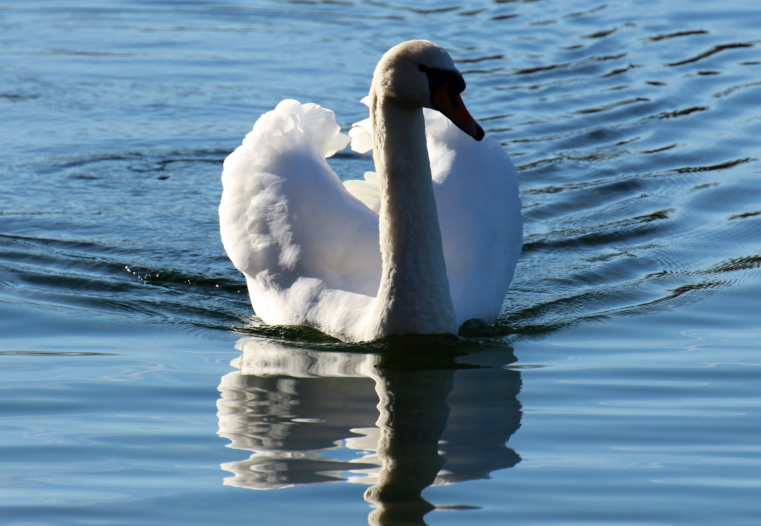 Schwäne im Kuhsee