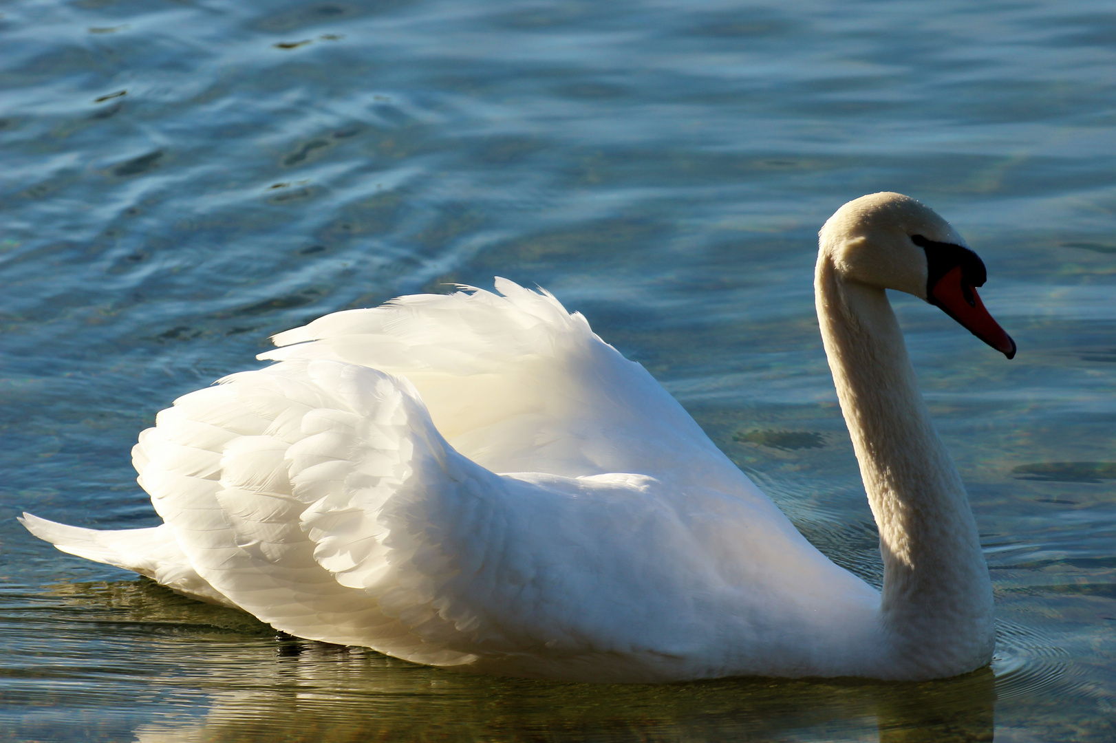 Schwäne im Kuhsee