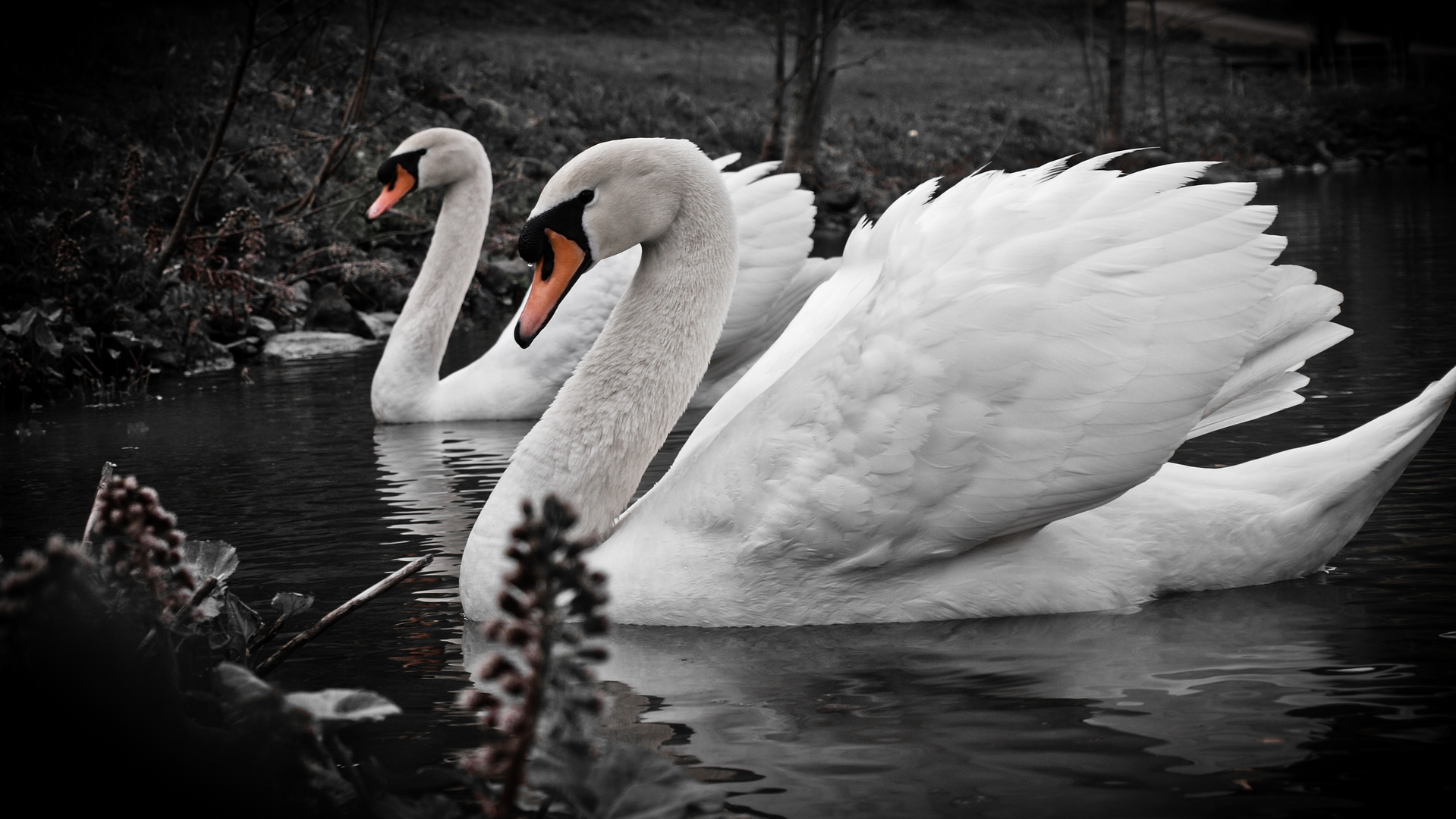 Schwäne im Kurpark