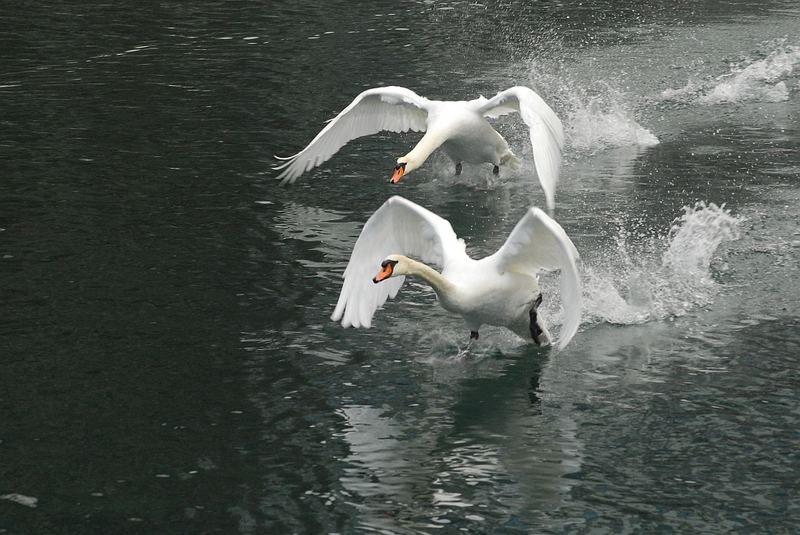 Schwäne im Landeanflug