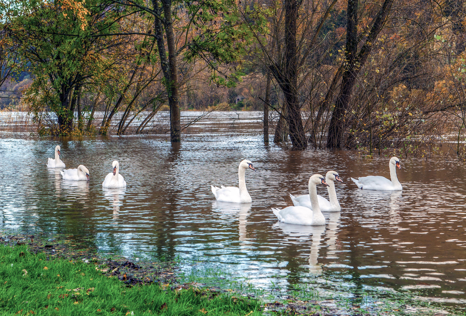 Schwäne im leichten Moselhochwasser