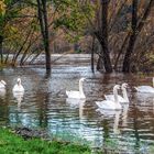 Schwäne im leichten Moselhochwasser