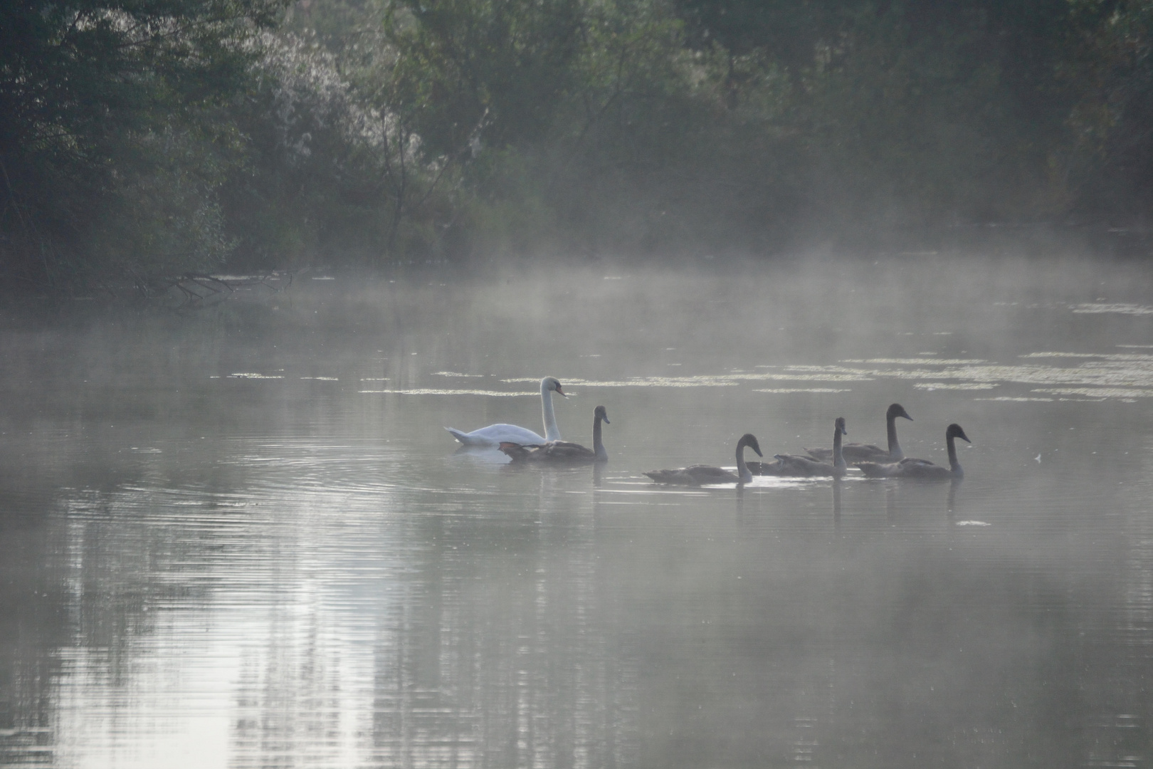 Schwäne im Morgendunst - 17. August 2012