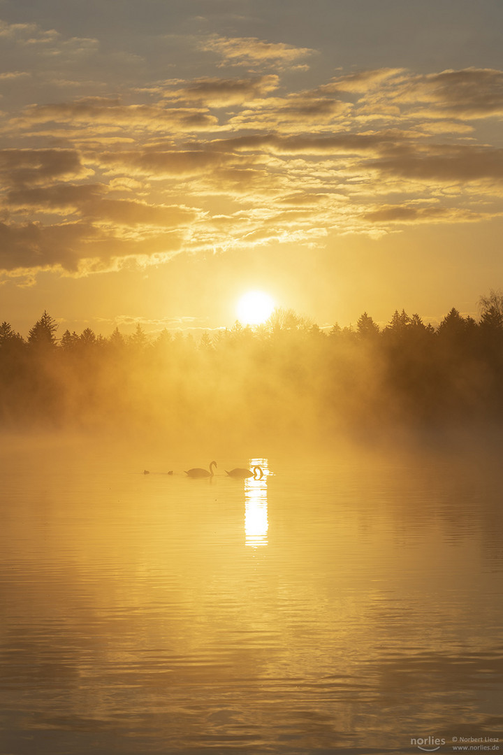 Schwäne im Morgenlicht