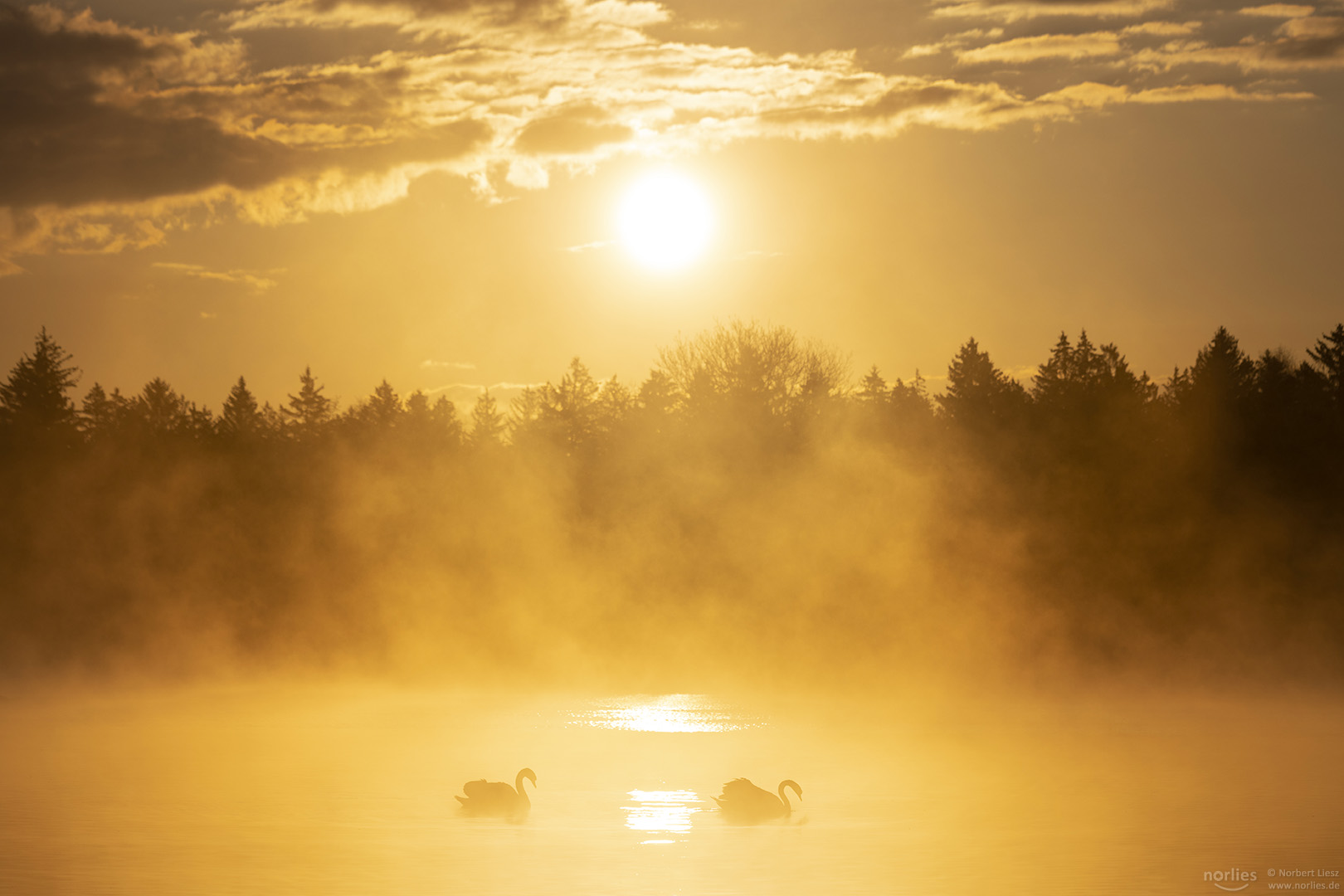 Schwäne im Morgennebel