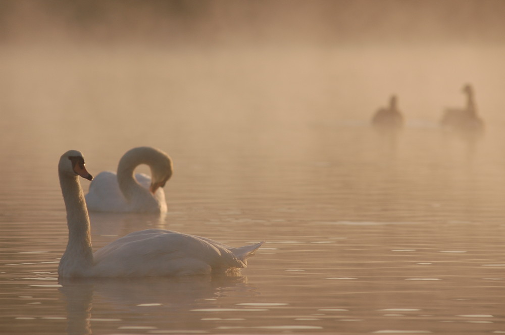 Schwäne im Morgennebel