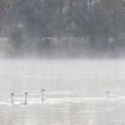 Schwäne im Nebel