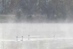 Schwäne im Nebel