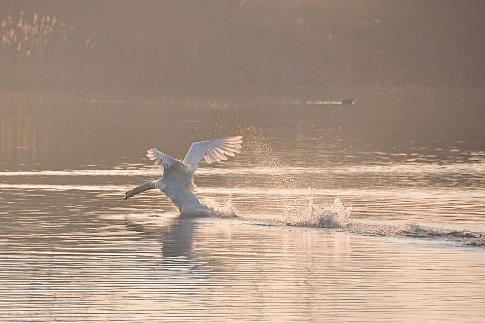 Schwäne im Nebel-2