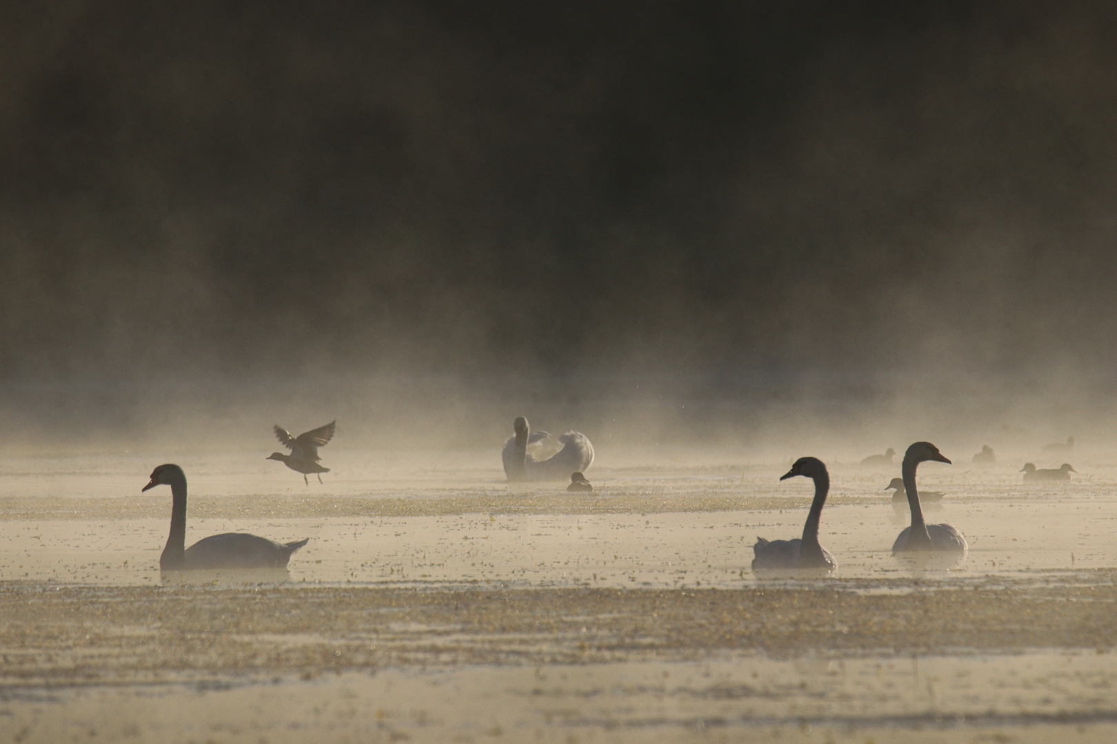 Schwäne im Nebel 