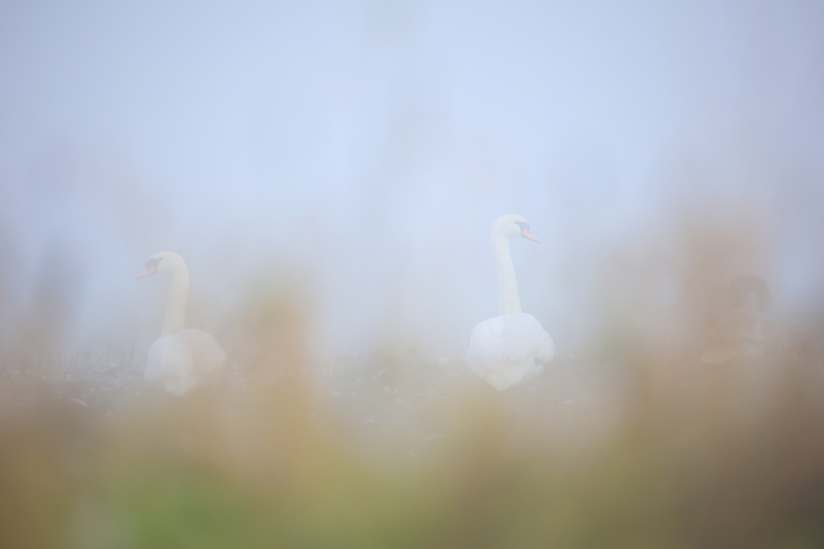 Schwäne im Nebel