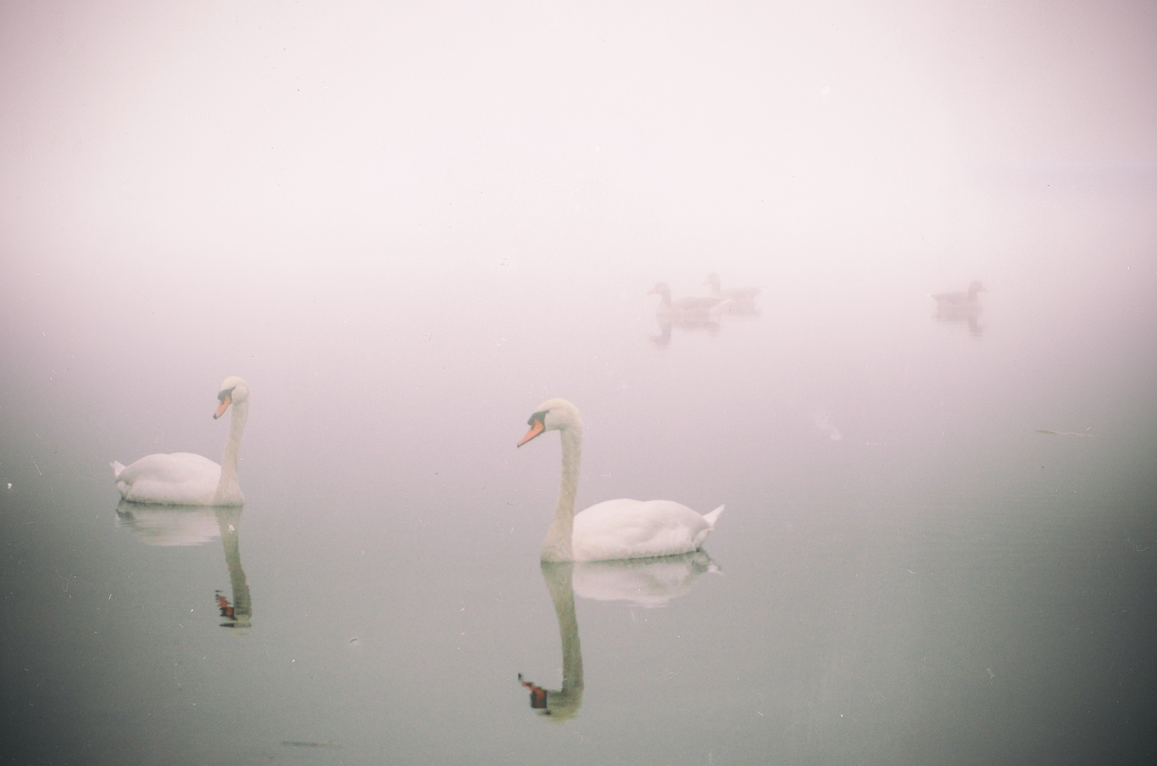 Schwäne im Nebel