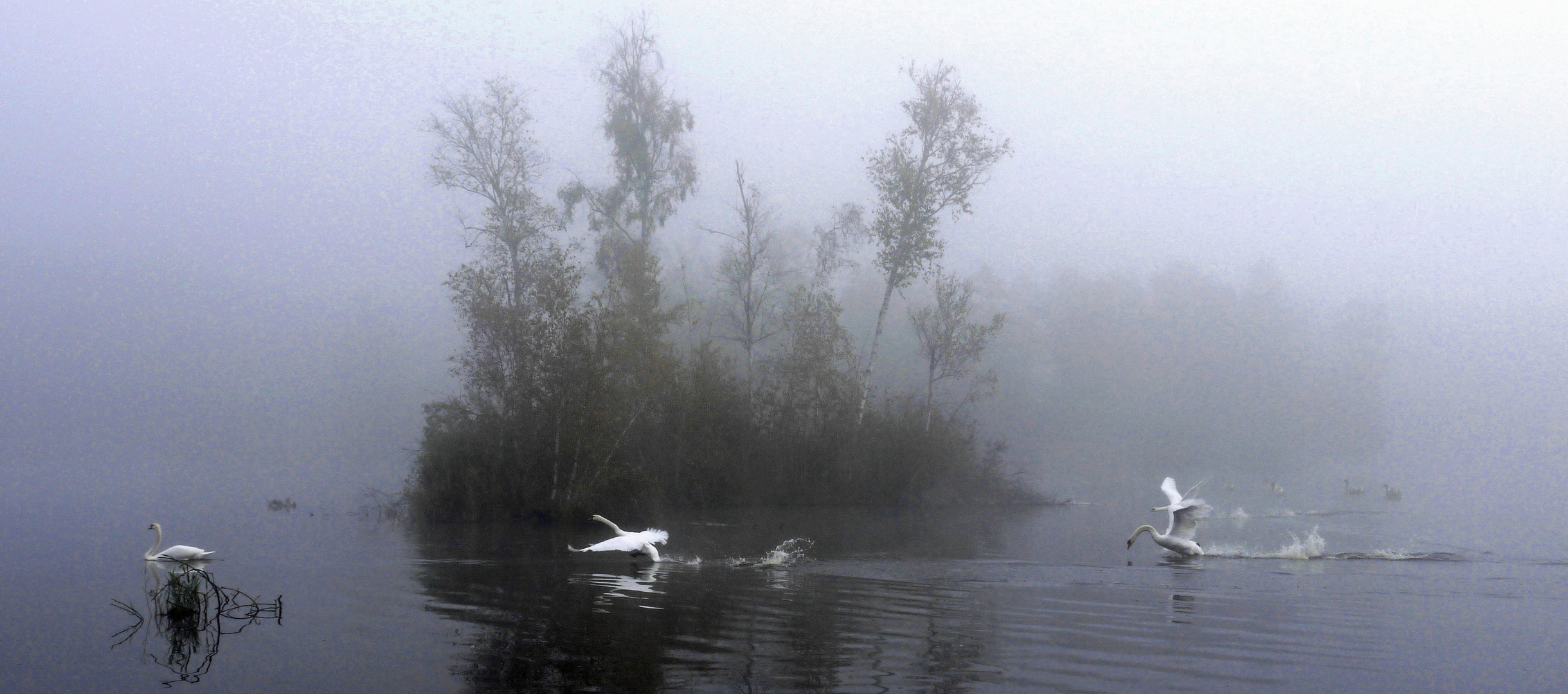 Schwäne im Nebel