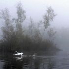 Schwäne im Nebel