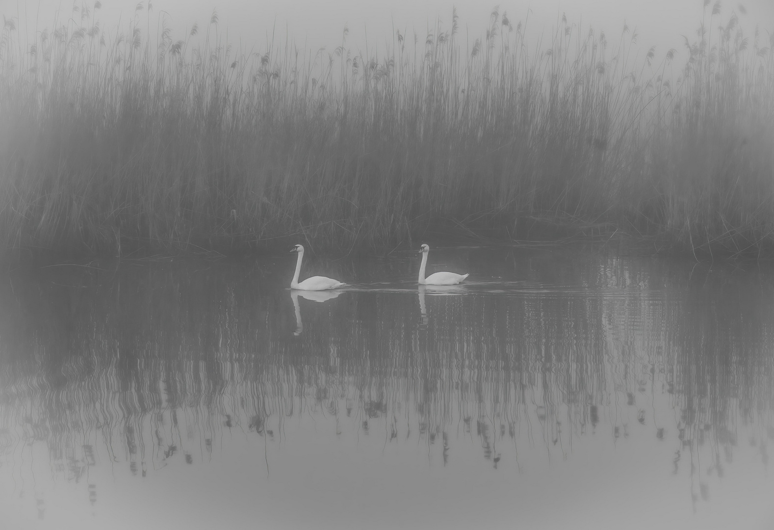 Schwäne im Nebel