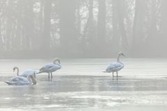Schwäne im Nebel