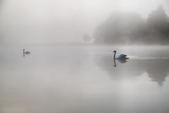 Schwäne im Nebel