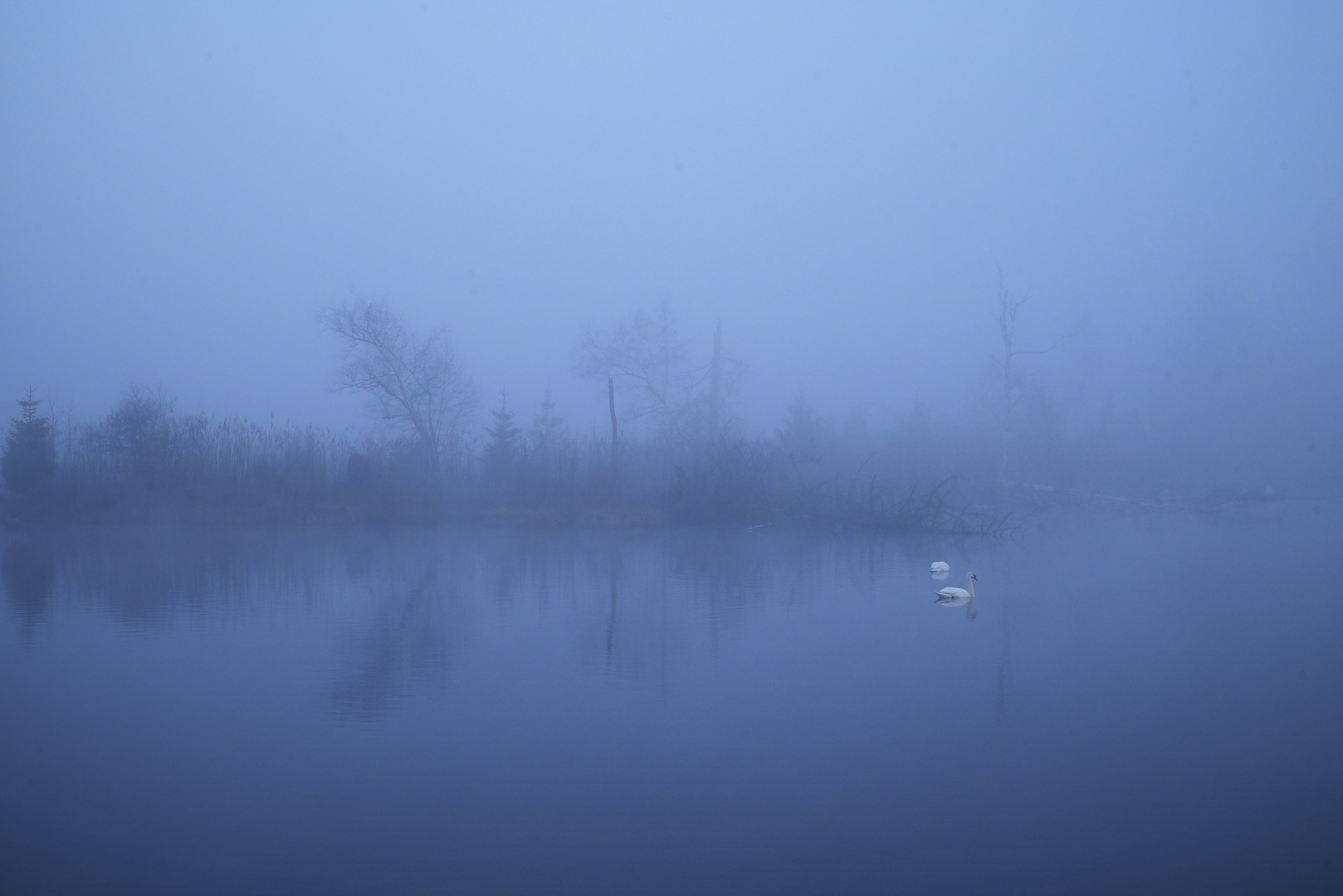 Schwäne im Nebel