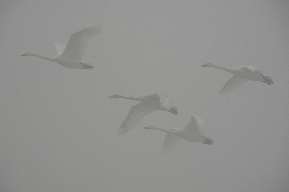 Schwäne im Nebel