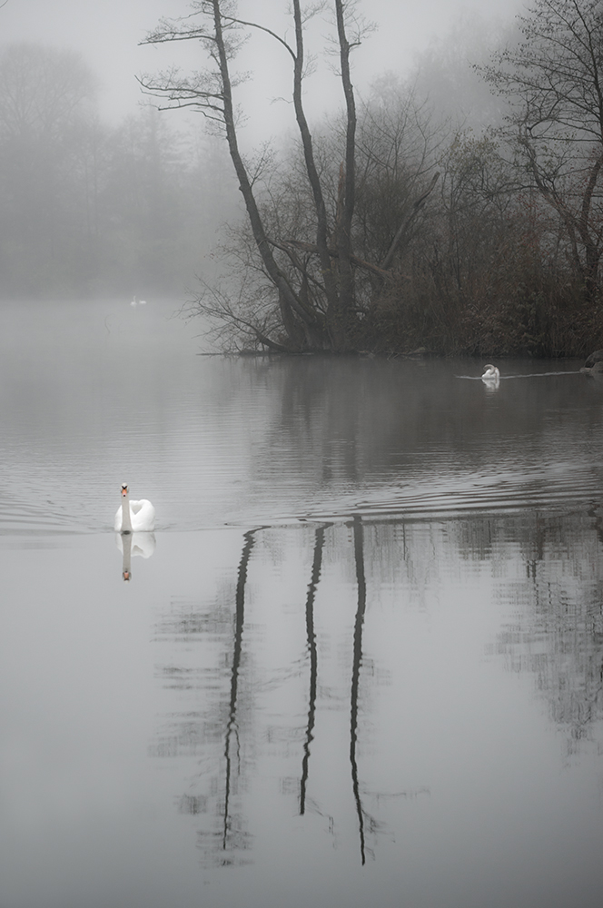 Schwäne im Nebel