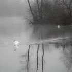 Schwäne im Nebel