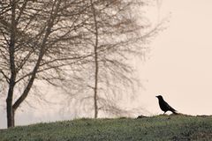 Schwäne im Nebel