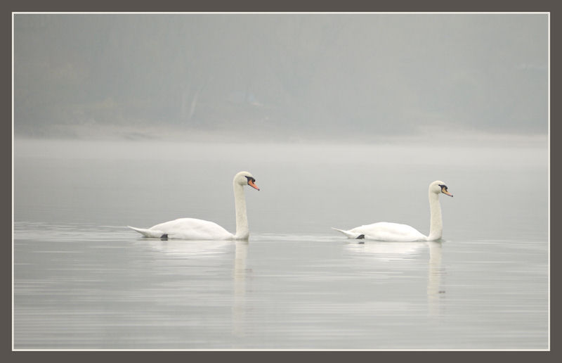 Schwäne im Nebel