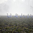 Schwäne im Nebel