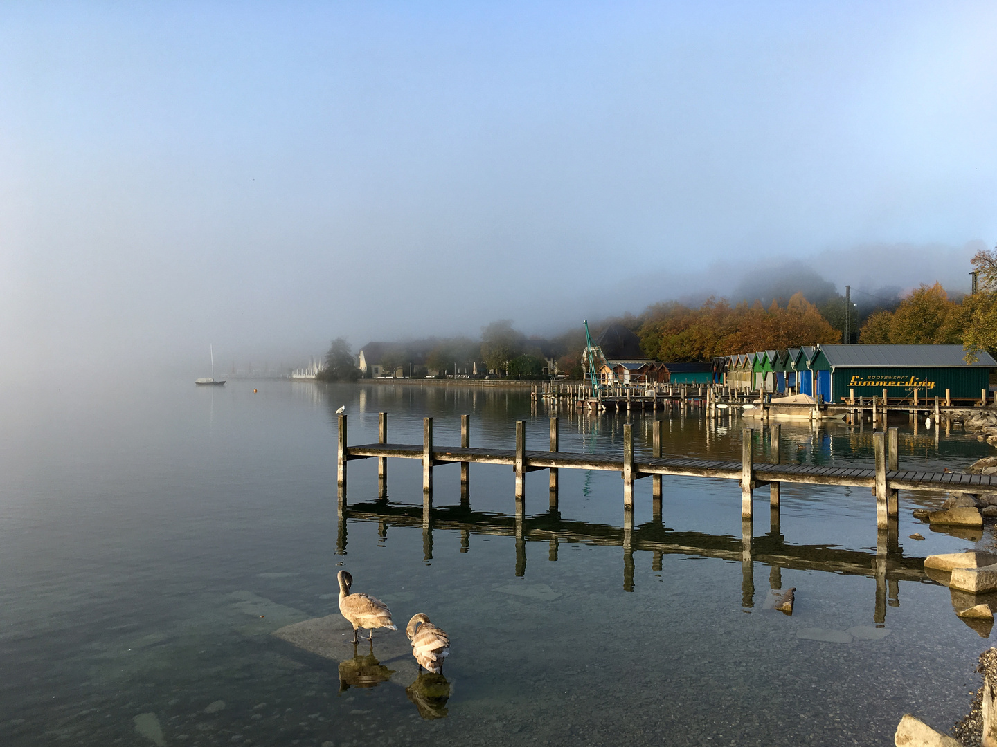 Schwäne im Nebel