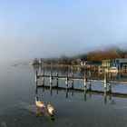 Schwäne im Nebel