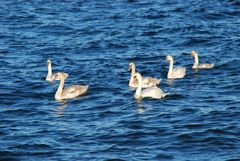 Schwäne im Ostseeblau